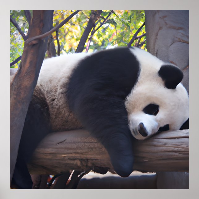 Poster Photo Slothful Panda (Devant)