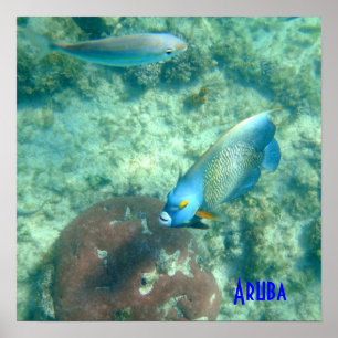 Poster Photo sous-marine d'Aruba des poissons
