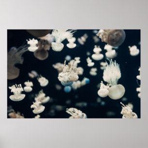 POSTER PHOTO SOUS-MARINE DE JELLYFISH BLANC
