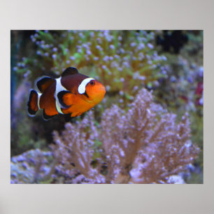 Poster Photo sous-marine d'un poisson-clown mignon, anémo