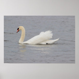 Poster Photo Swan