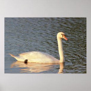 Poster Photo Swan