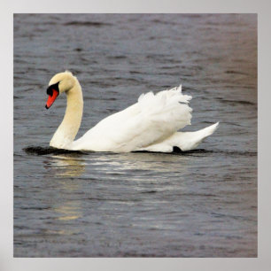 Poster Photo Swan