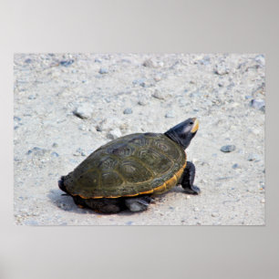 Poster Photo Tortue