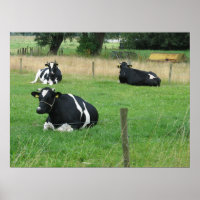 Poster photo Trois vaches assis