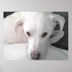Poster Photo unique d'un chien croisé Labrador Retriever 