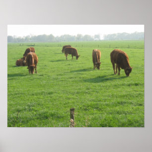 Poster photo vaches Imprimer