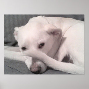 Poster Photo White Dog With Tail on Face Grey