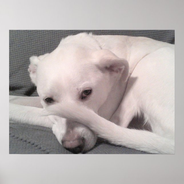 Poster Photo White Dog With Tail on Face Grey (Devant)