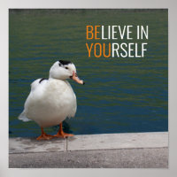 Photo White Mallard Duck
