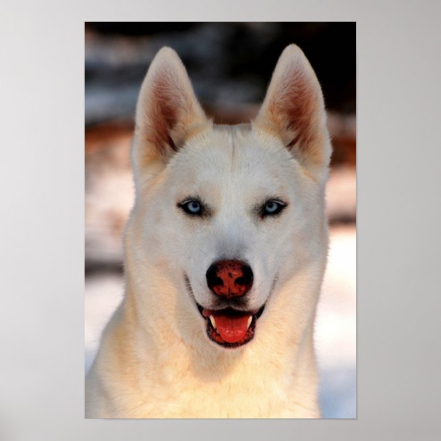 Poster photo White Siberian Husky (Devant)