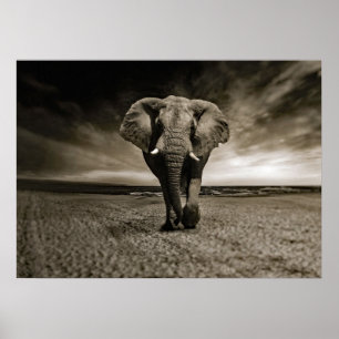 Poster Photo Wildlife Bull Elephant