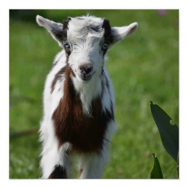 Poster Photo Young Goat (Devant)