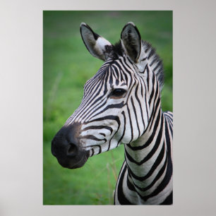 Poster Photo Zebra africain dans le portrait vert de l'he