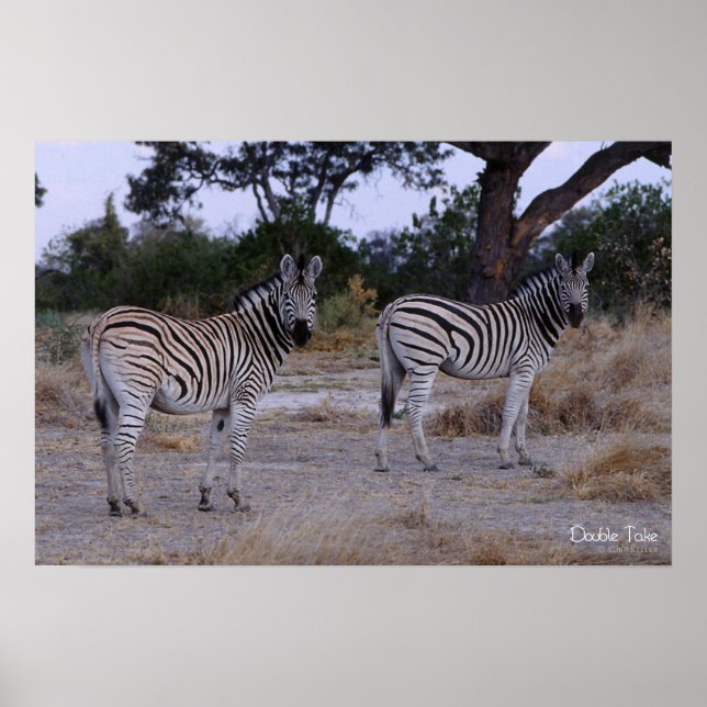 Poster Photo Zebra Double Take (Devant)