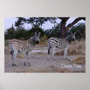 Poster Photo Zebra Double Take