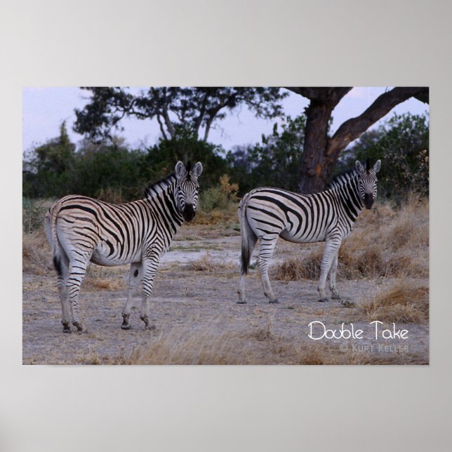 Poster Photo Zebra Double Take (Devant)