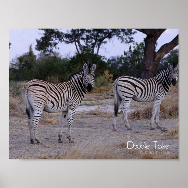 Poster Photo Zebra Double Take (Devant)