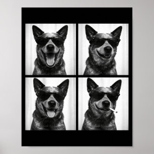 Poster Photobooth Australian Cattle Dog Chien Drôle de se
