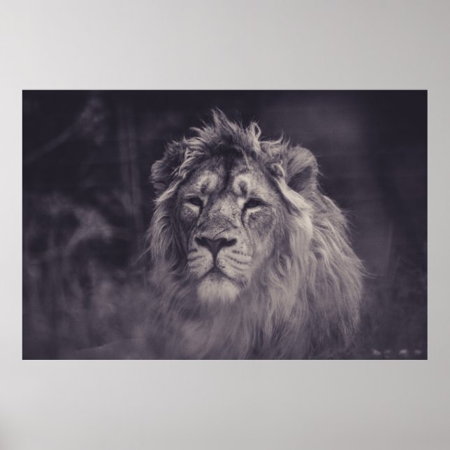 POSTER PHOTOGRAPHIE À GRANDE ÉCHELLE DE LION (Devant)