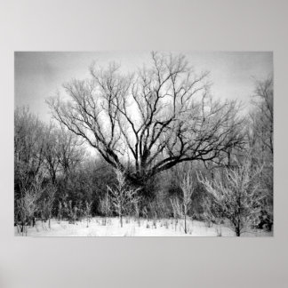 Poster Photographie à vendre - Arbres dépoli Imprimer