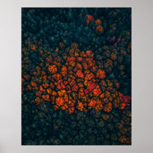 Poster Photographie aérienne de la forêt