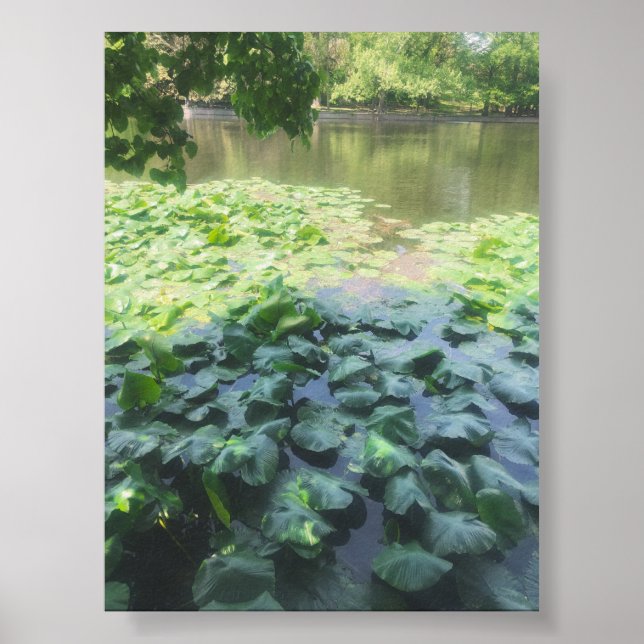 Poster Photographie analogique Lily Pad (Devant)