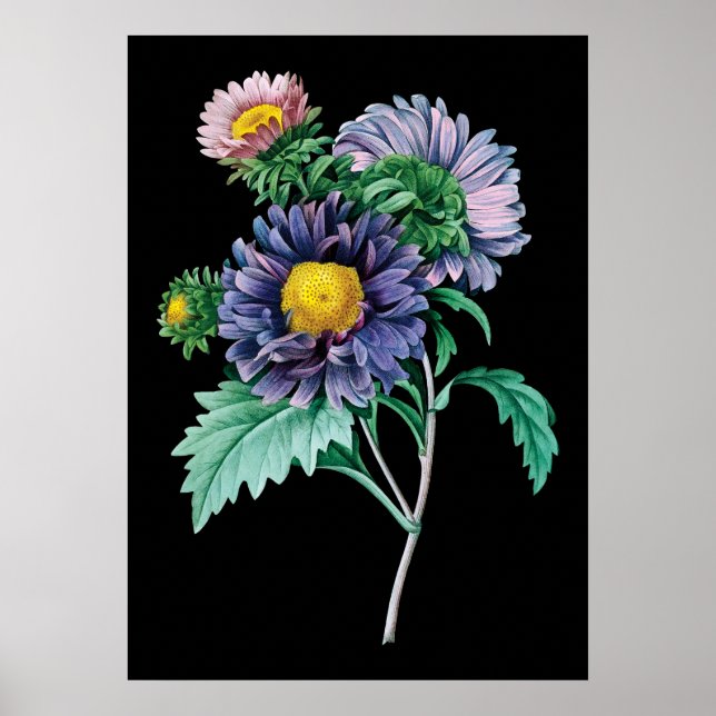 Poster Photographie arrière - plan noir botanique d'Aster (Devant)