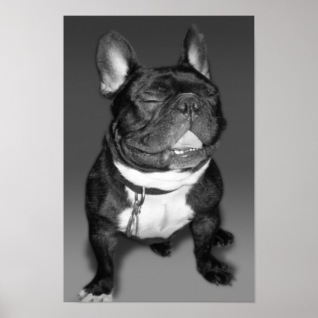 Poster Photographie artistique du sourire d'un Bulldog fr (Devant)