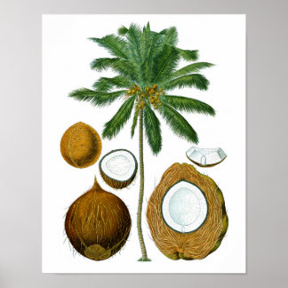 Poster Photographie botanique de l'arbre à noix de coco #