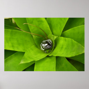Poster Photographie botanique verte de Bromeliad