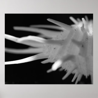 Poster Photographie BW de Spiny Seashell - Grande impress