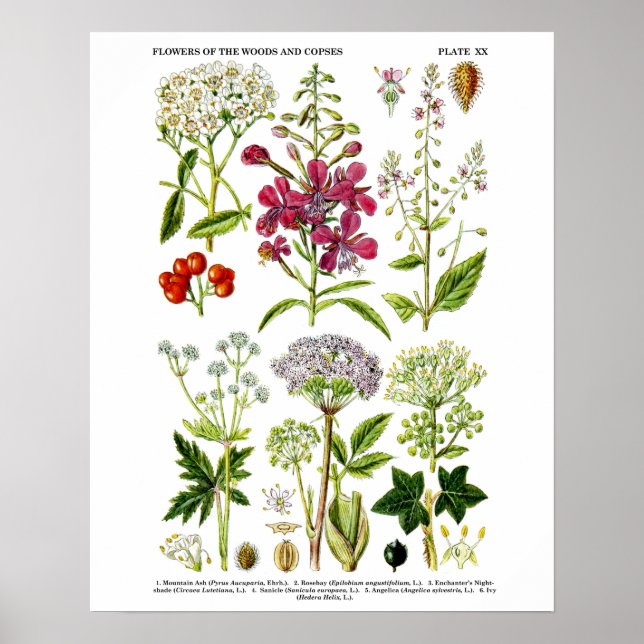 Poster Photographie d'art botanique Fleur sauvage no 4 (Devant)