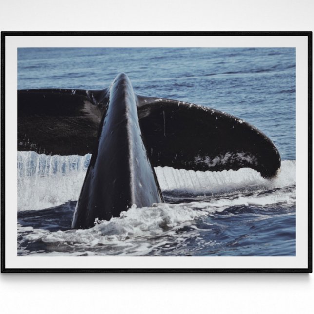 Poster Photographie d'art de baleine Tail (Créateur téléchargé)