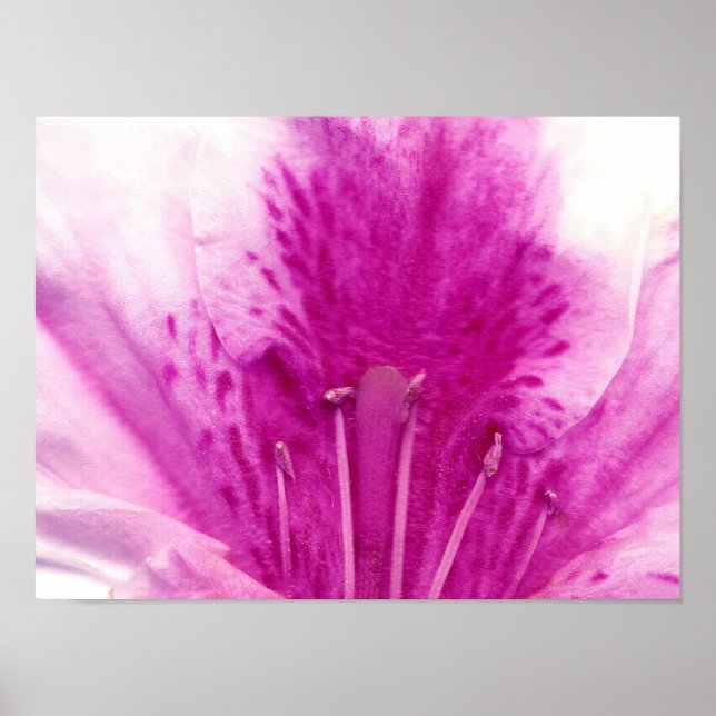 Poster Photographie d'art floral Azalea (Devant)