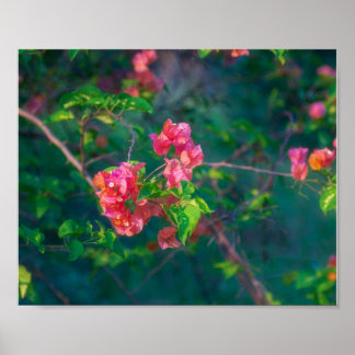 Poster Photographie d'art mural de fleur de bougainvillée