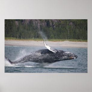 Poster Photographie de baleine sautante