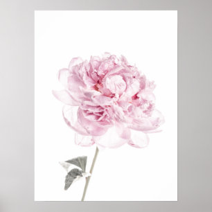 Poster Photographie de beaux-arts d'art de mur de pivoine