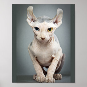 Poster Photographie de chat Sphinx Elf