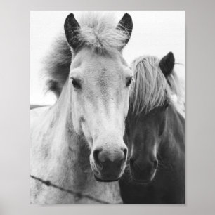 Poster Photographie de Cheval noir et blanc