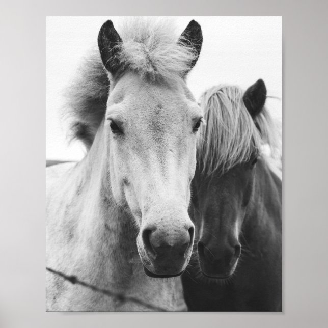 Poster Photographie de Cheval noir et blanc (Devant)