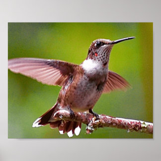 Poster Photographie de colibri Décor mural Imprimer