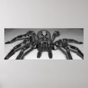 Poster Photographie de Fasciata par Randomwhat