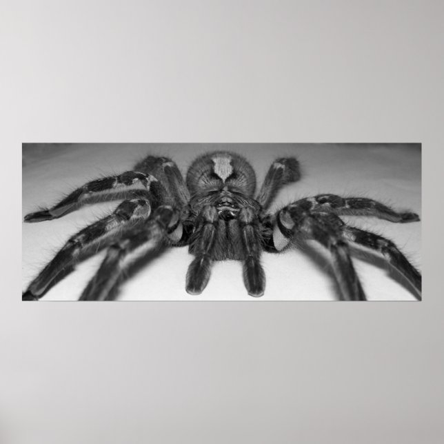 Poster Photographie de Fasciata par Randomwhat (Devant)