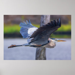 Poster Photographie de faune et d'oiseaux de Grande Héron