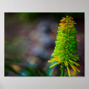 Poster Photographie de fleur psychédélique colorée