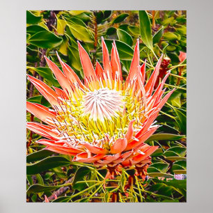 Poster Photographie de fleurs australiennes de Protea