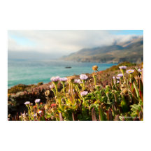 Photographie de fleurs de l'océan Pacifique