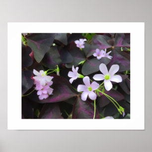 Poster Photographie de floraisons uniques de trèfle viole