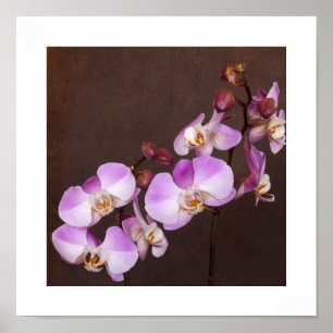 Poster Photographie de gros plan d'orchidée violette et b